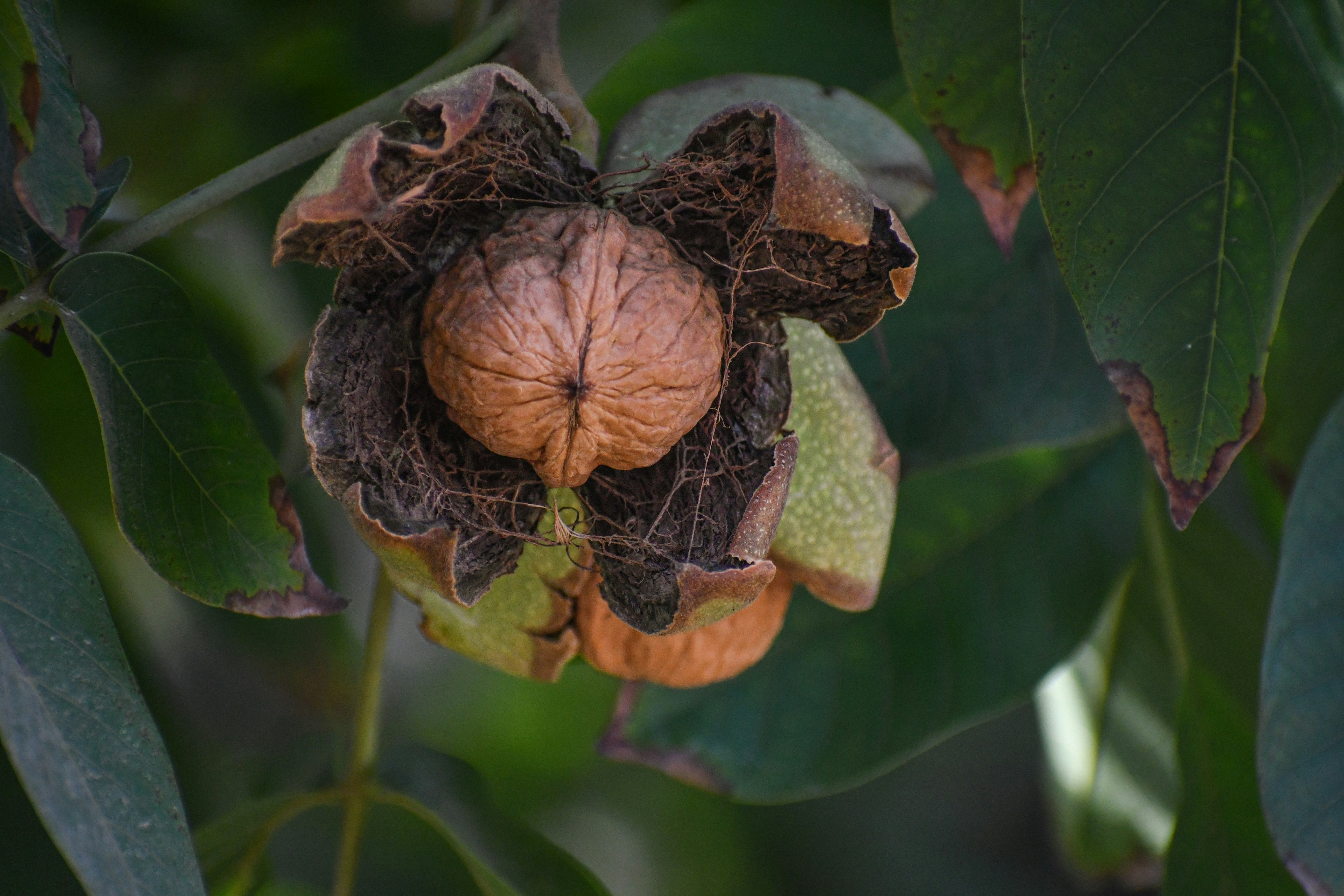 Nueces
